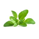 Menta Lingot® Poejo