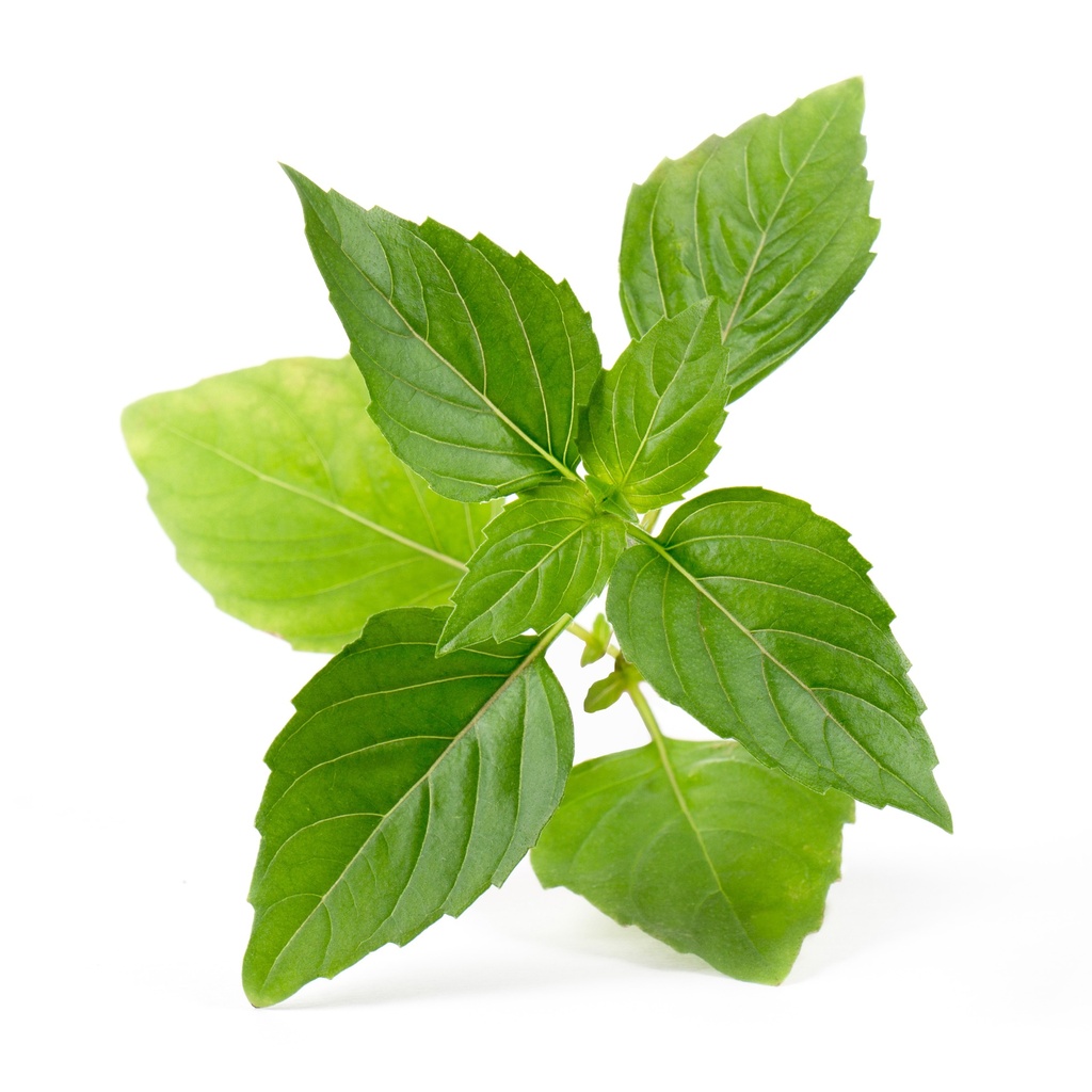 Lingot® Thai Basil - Orgânico