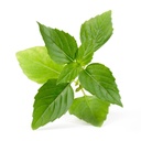 Lingot® Thai Basil - Orgânico