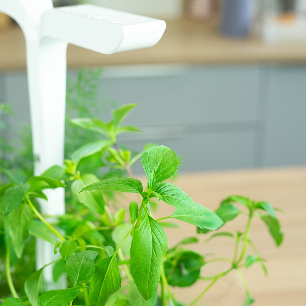 Lingot® Thai Basil - Orgânico