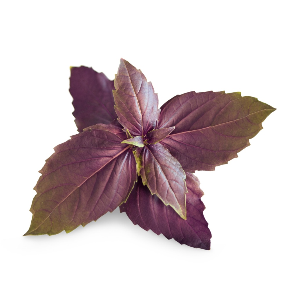 Lingot® Manjericão Roxo - Orgânico