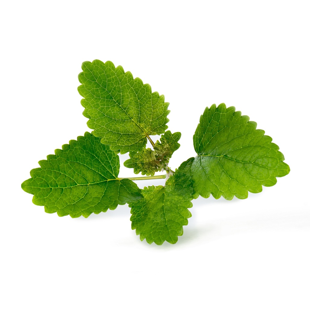 Erva-cidreira Lingot® - Orgânica
