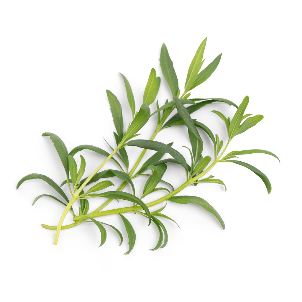 Lingot® Hyssop - Orgânico