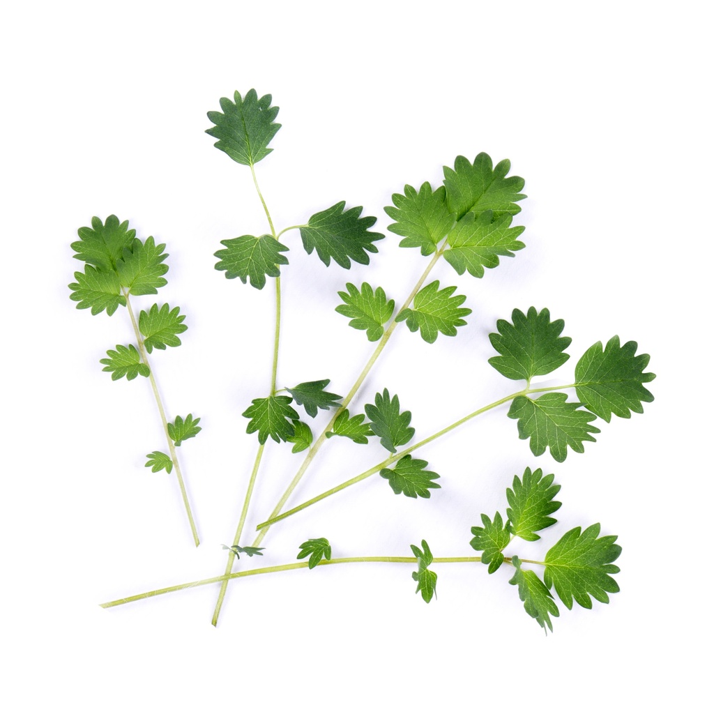 Lingot® Salada Burnet - Orgânica