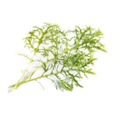 Mostarda Lingot® Golden Frills - Orgânica