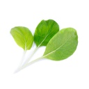 Lingot® Bok Choy - Orgânico