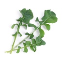 Lingot® Rúcula