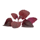 Lingot® Red Orach - Orgânico