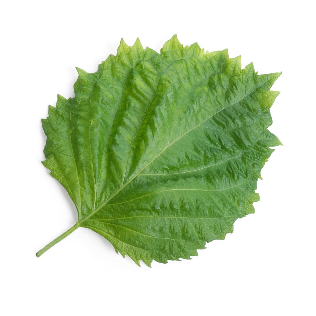 Lingot® Green Shiso - Orgânico