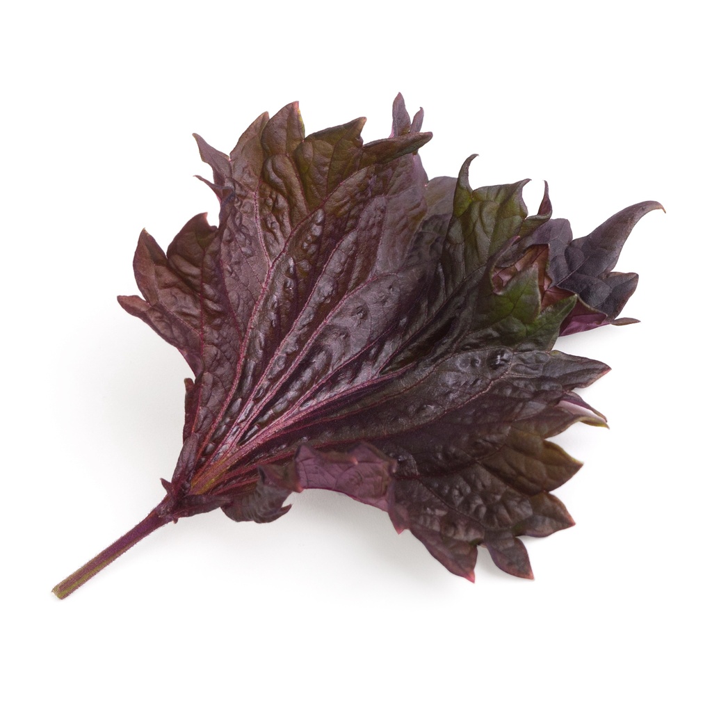 Lingot® Purple Shiso - Orgânico