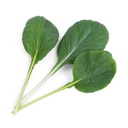 Lingot® Tatsoi - Orgânico
