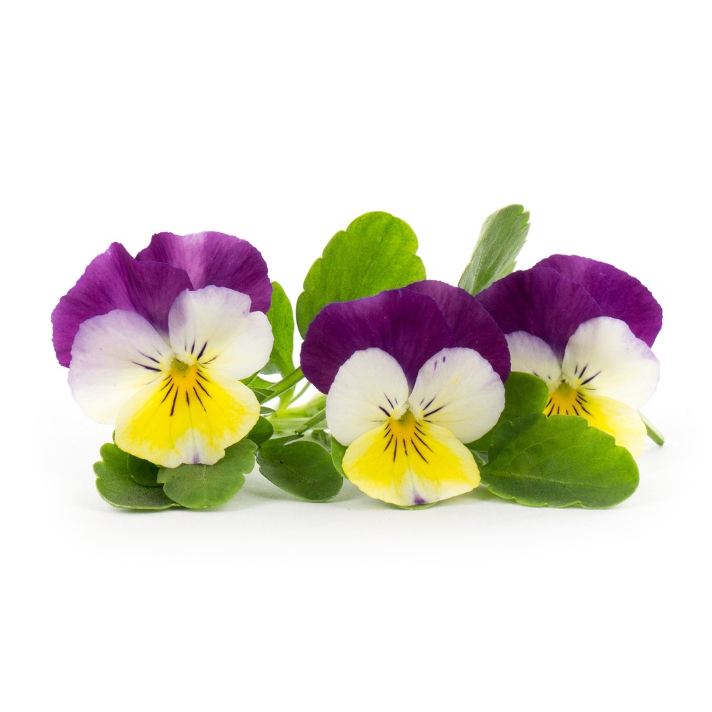 Lingot® Pansy - Orgânico