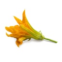 Flores de Courgette Lingot® - Orgânicas
