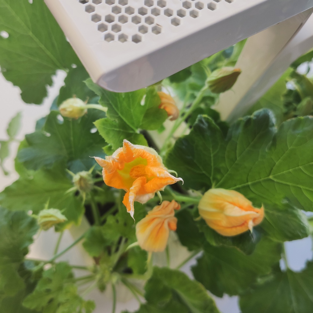 Flores de Courgette Lingot® - Orgânicas