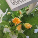Flores de Courgette Lingot® - Orgânicas