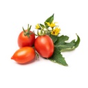  Lingot® Mizuna - Organic 